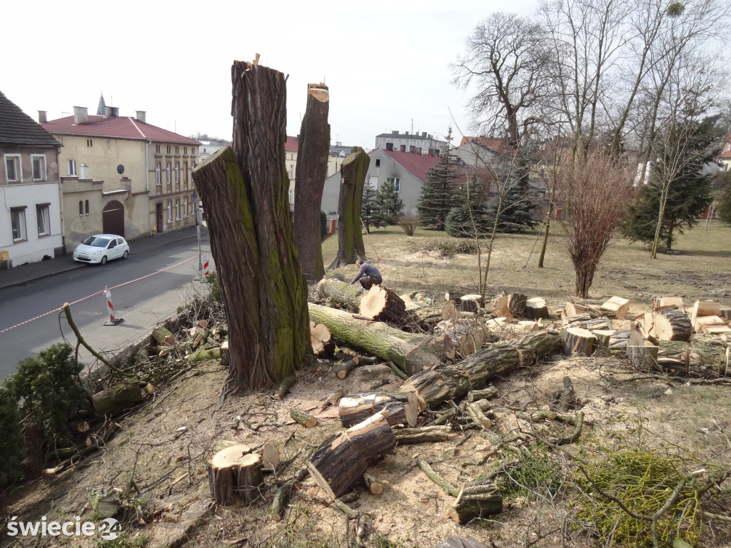 Wycinka drzew przy urzędzie miejskim