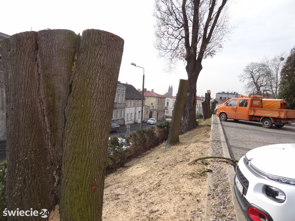 Wycinka drzew przy urzędzie miejskim