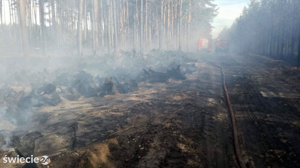 Zdjęcia z pożaru lasu w Starej Rzece