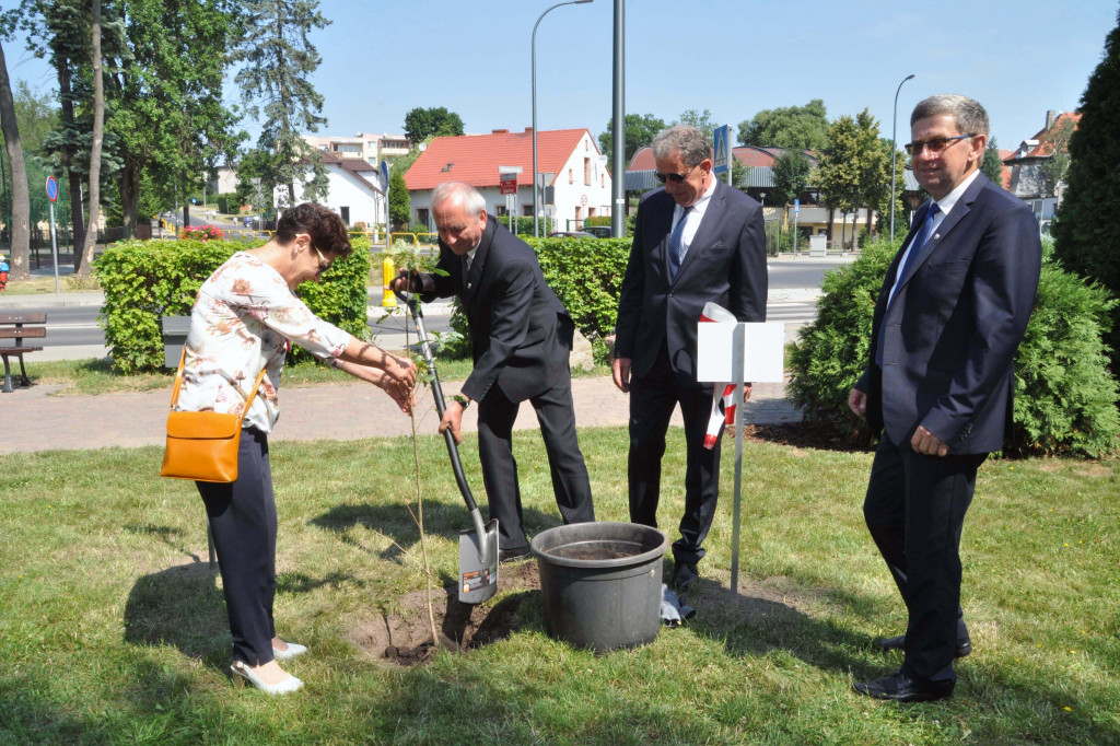 Posadzili dęby niepodległości