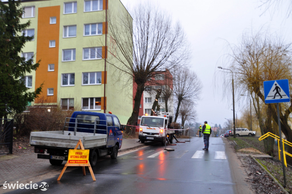 Przycinka drzew na Mariankach