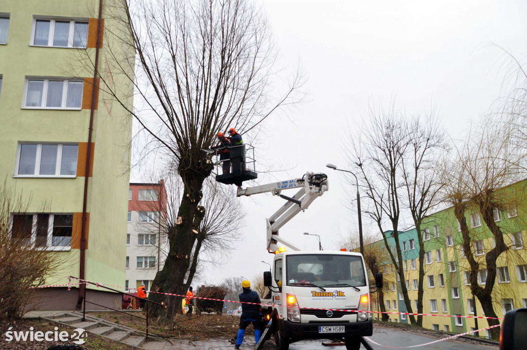 Przycinka drzew na Mariankach