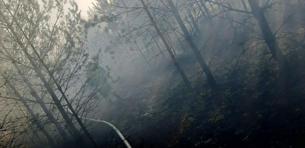 Pożar lasów w powiecie świeckim