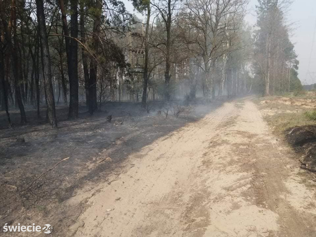 Spaliło się 40 hektarów lasu