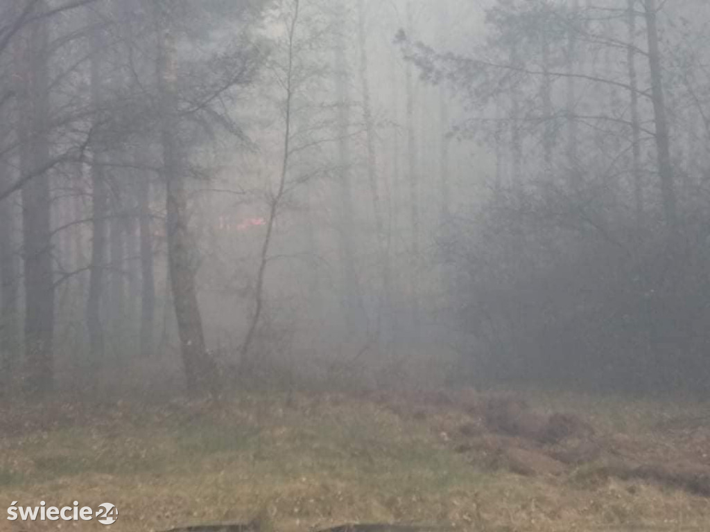 Spaliło się 40 hektarów lasu