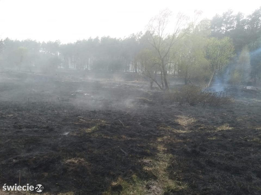 Spaliło się 40 hektarów lasu
