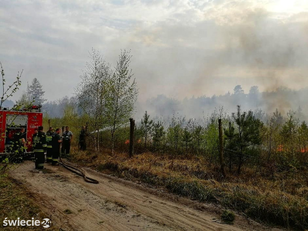 Spaliło się 40 hektarów lasu