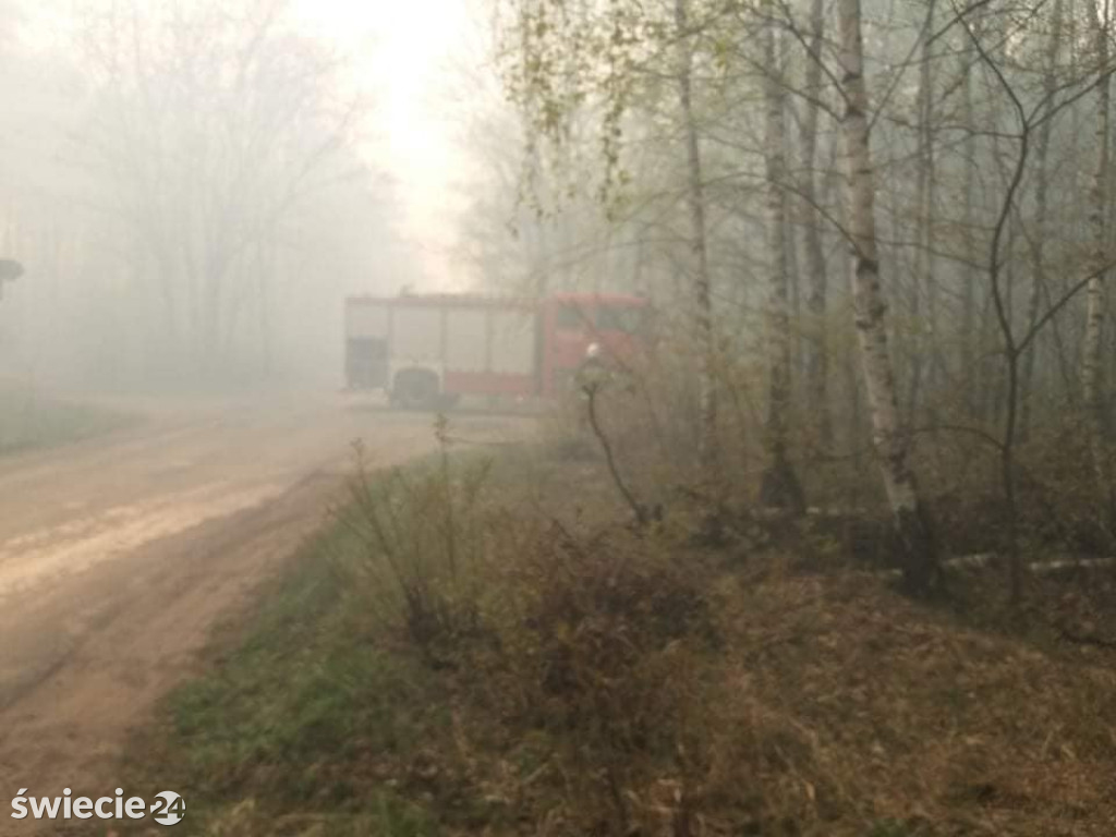 Spaliło się 40 hektarów lasu