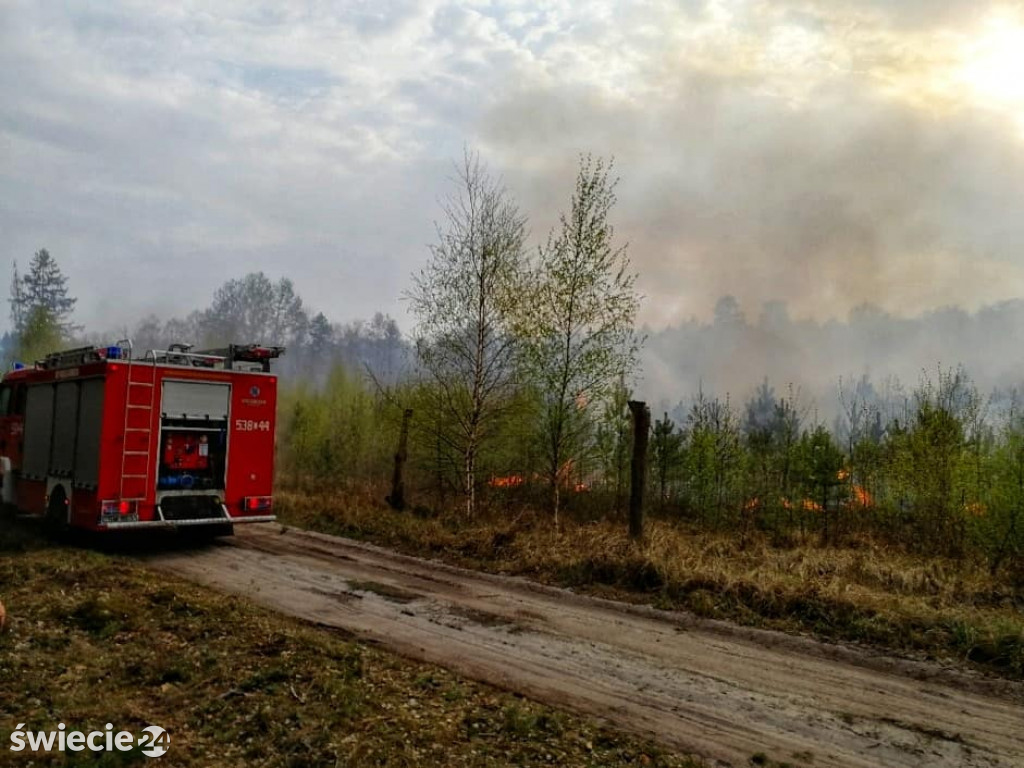 Spaliło się 40 hektarów lasu