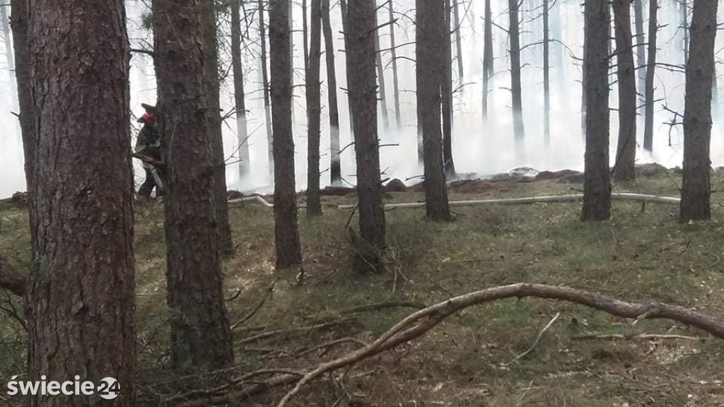 Spaliło się 40 hektarów lasu