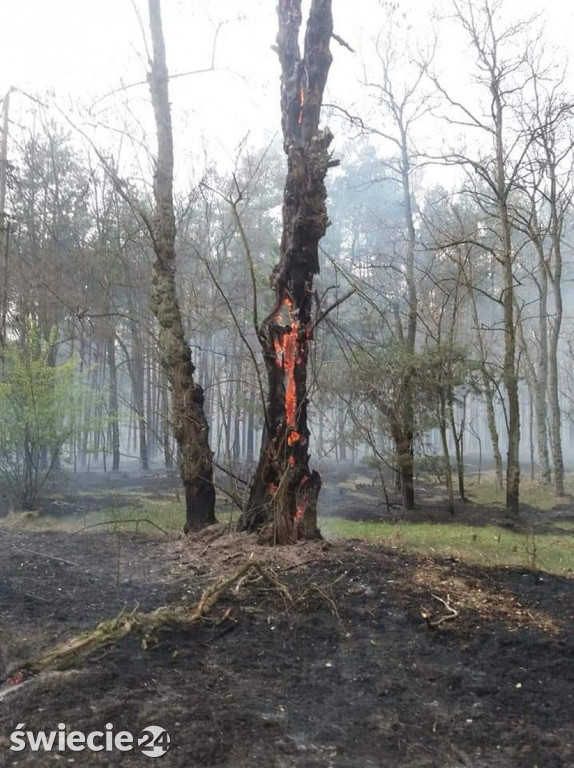 Spaliło się 40 hektarów lasu