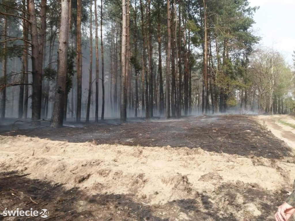 Spaliło się 40 hektarów lasu