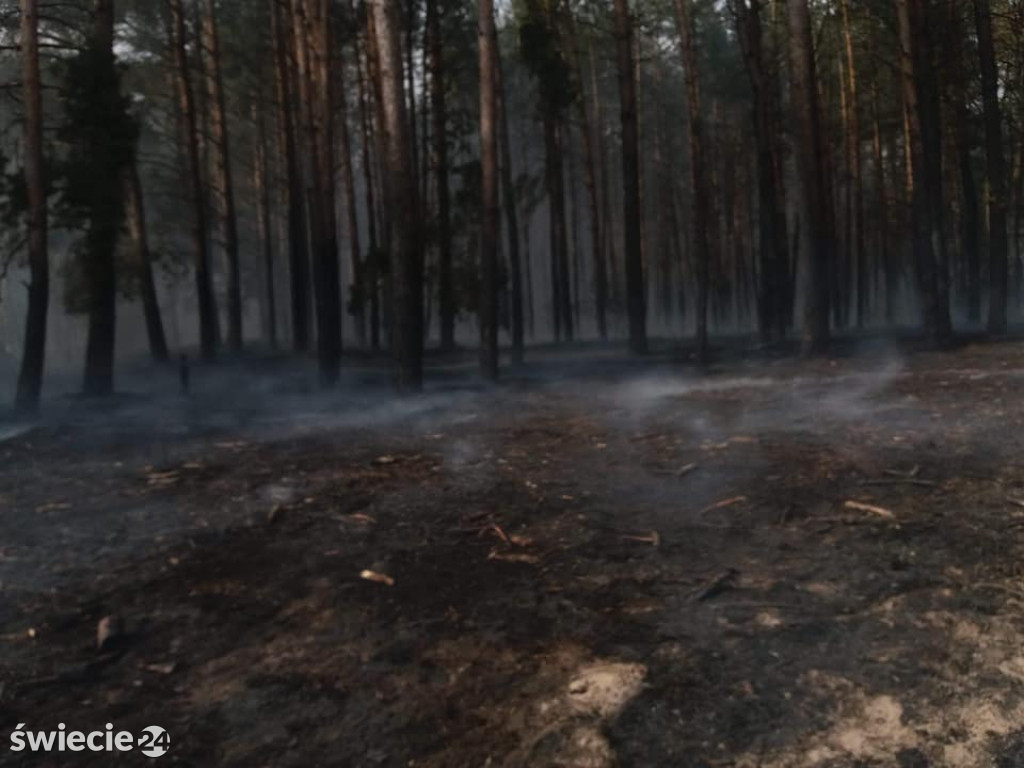 Spaliło się 40 hektarów lasu