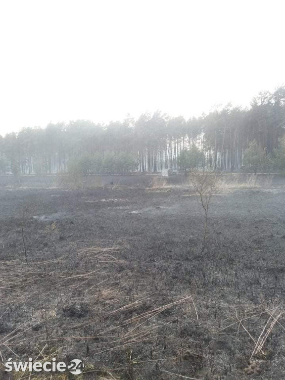 Spaliło się 40 hektarów lasu