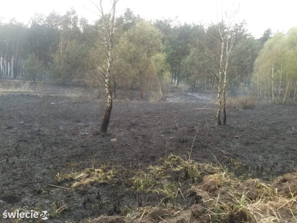 Spaliło się 40 hektarów lasu