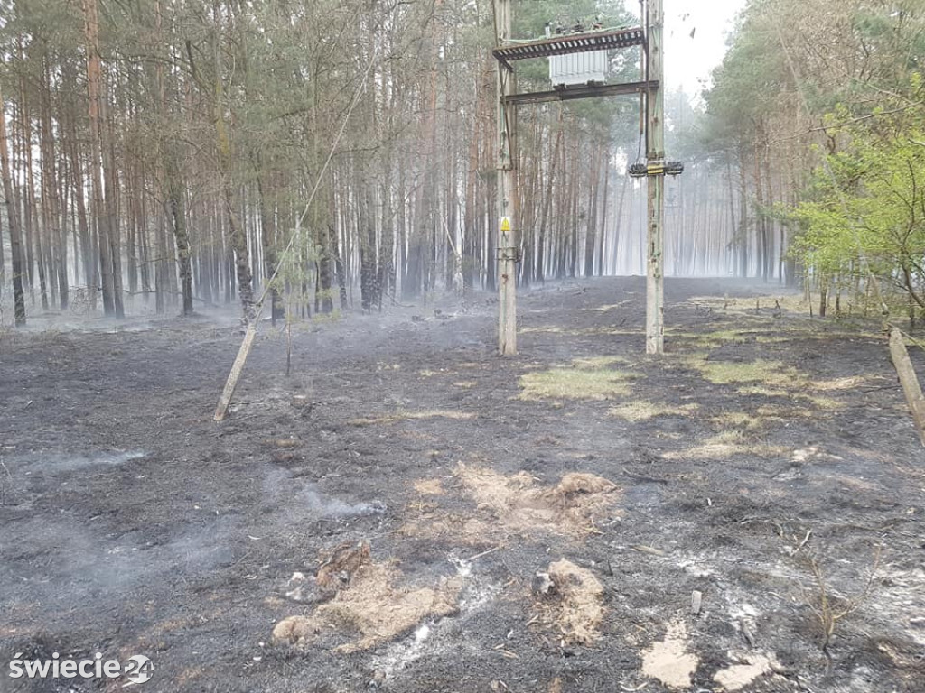 Po pożarze lasu w Dubielnie