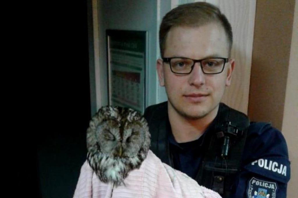 Policjanci z Osia uratowali sowę