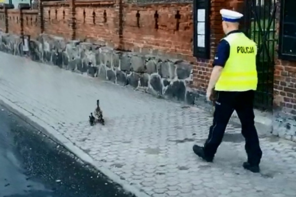 Policjanci eskortowali kaczą rodzinę