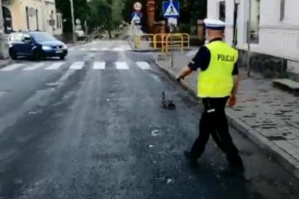 Policjanci eskortowali kaczą rodzinę