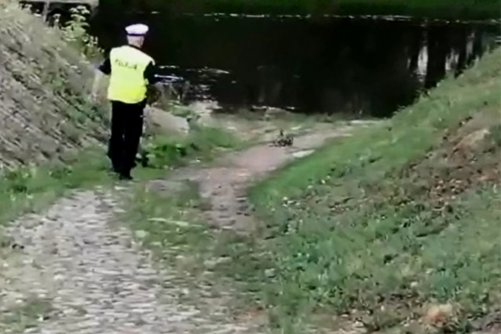 Policjanci eskortowali kaczą rodzinę