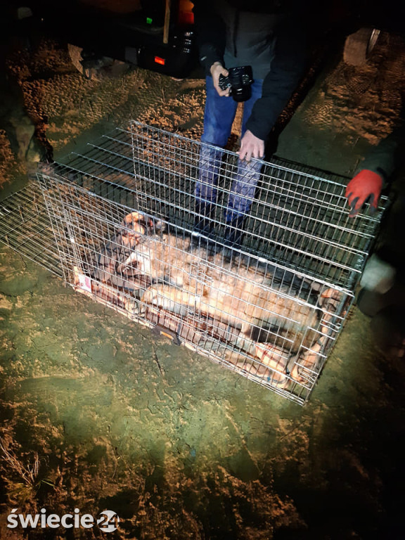 Leśnicy uratowali wilka potrąconego na obwodnicy