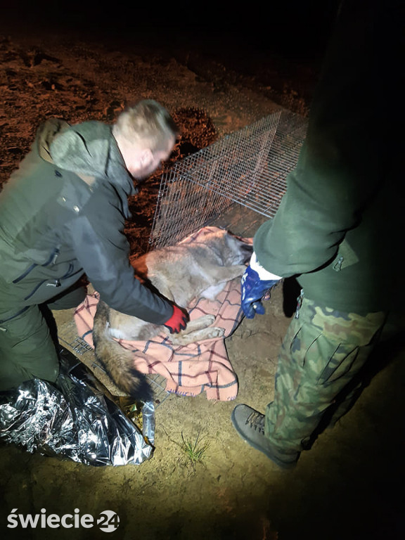 Leśnicy uratowali wilka potrąconego na obwodnicy