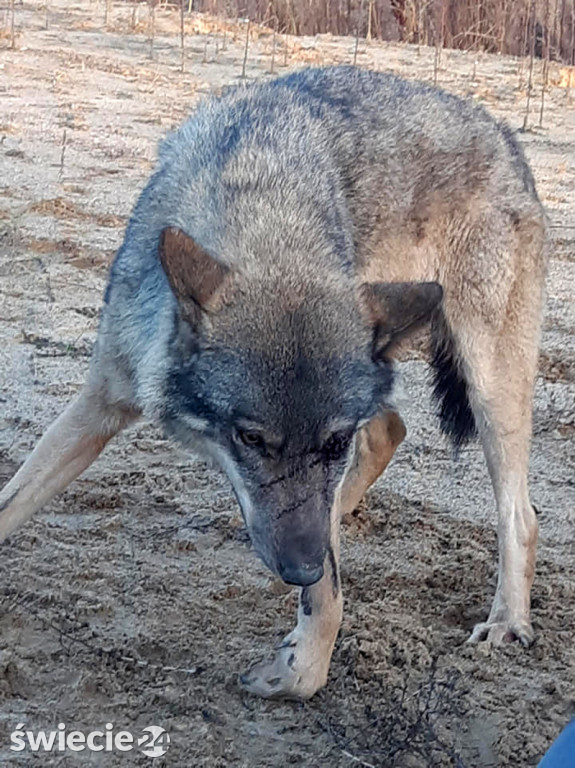 Leśnicy uratowali wilka potrąconego na obwodnicy