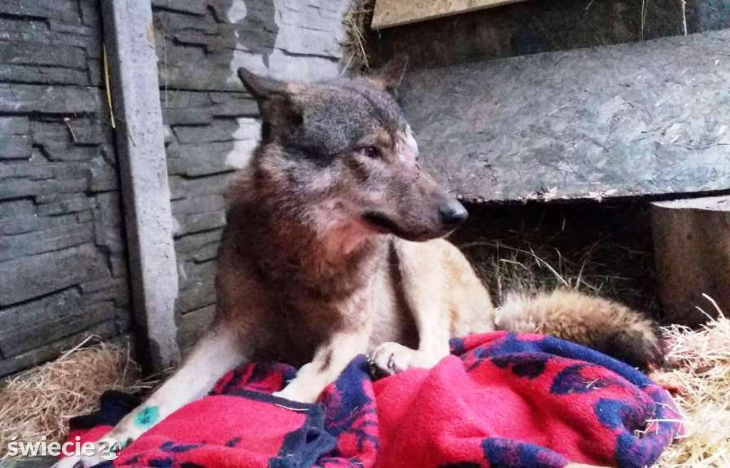 Leśnicy uratowali wilka potrąconego na obwodnicy