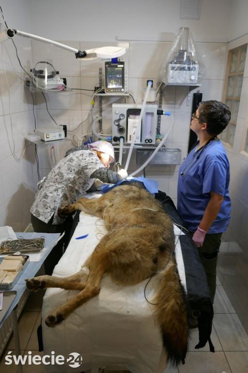 Leśnicy uratowali wilka potrąconego na obwodnicy