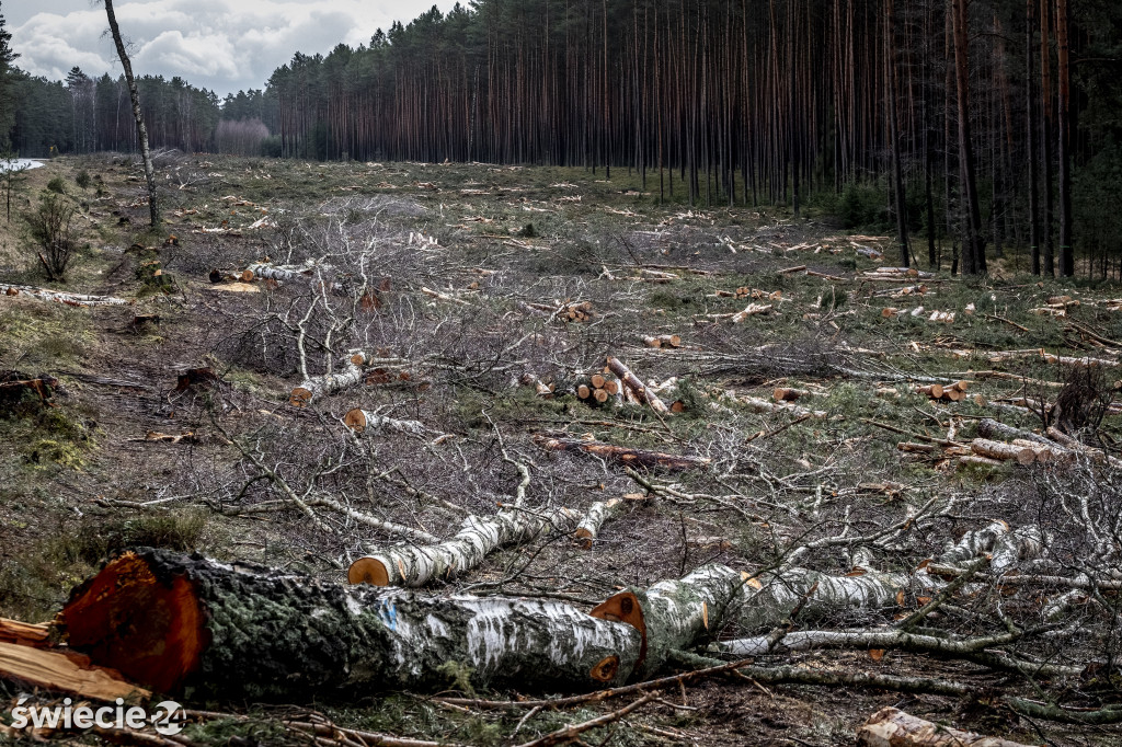 Wycinka lasy - potrzeba czy barbarzyństwo?