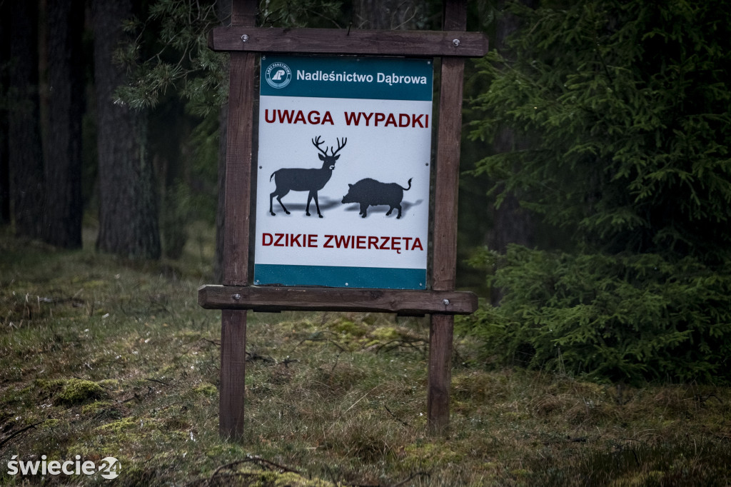 Wycinka lasy - potrzeba czy barbarzyństwo?