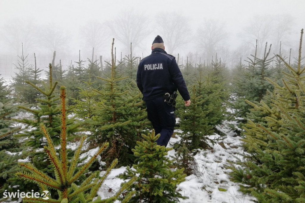 Policja i straż leśna kontrolują lasy i samochody