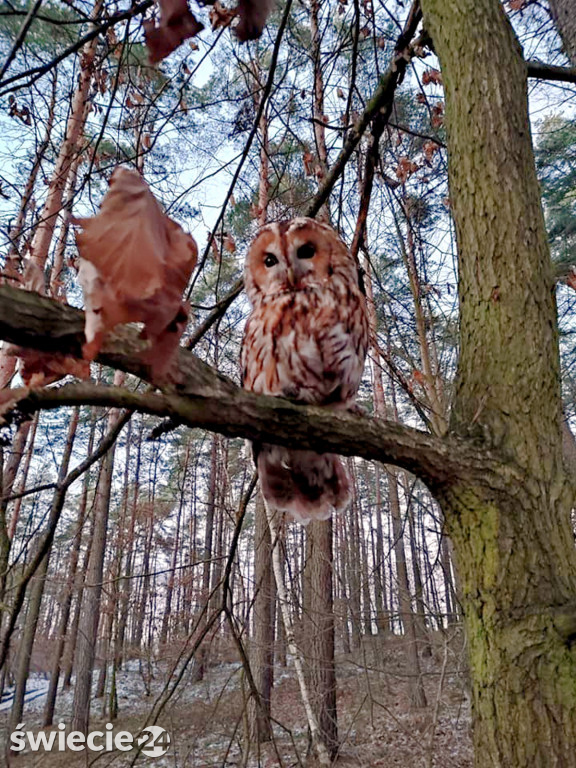 Puszczyk dochodził do siebie w leśniczówce
