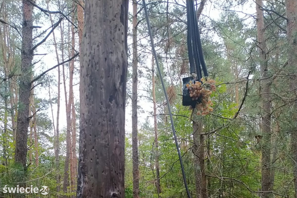 Złapany na kradzieży telefonicznych kabli