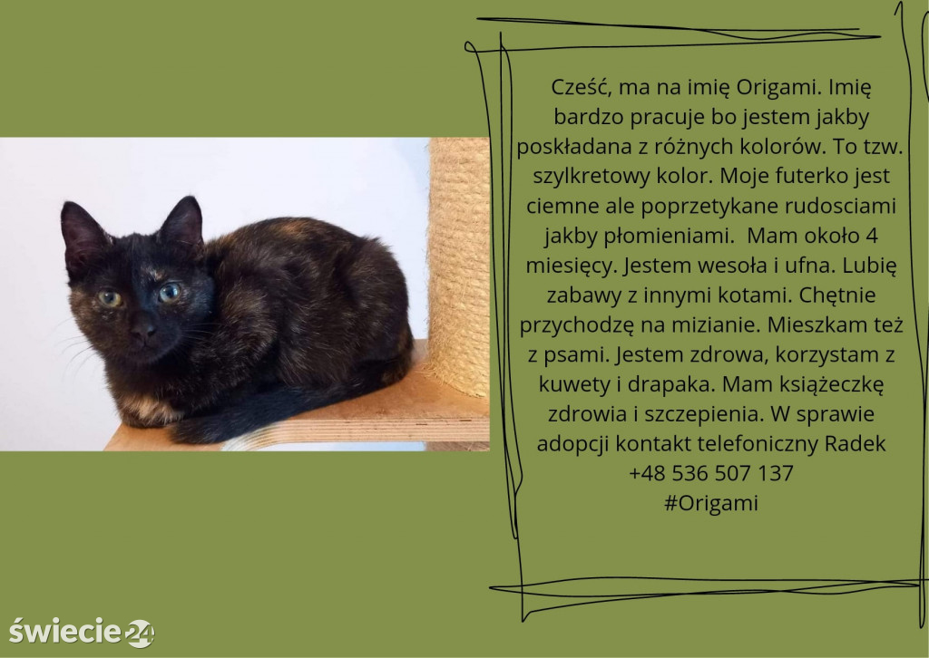 Świeckie zwierzaki bezdomniaki polecają się do adopcji!