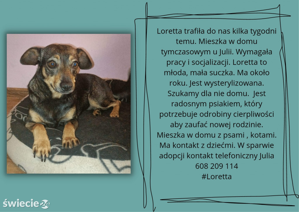 Świeckie zwierzaki bezdomniaki polecają się do adopcji!