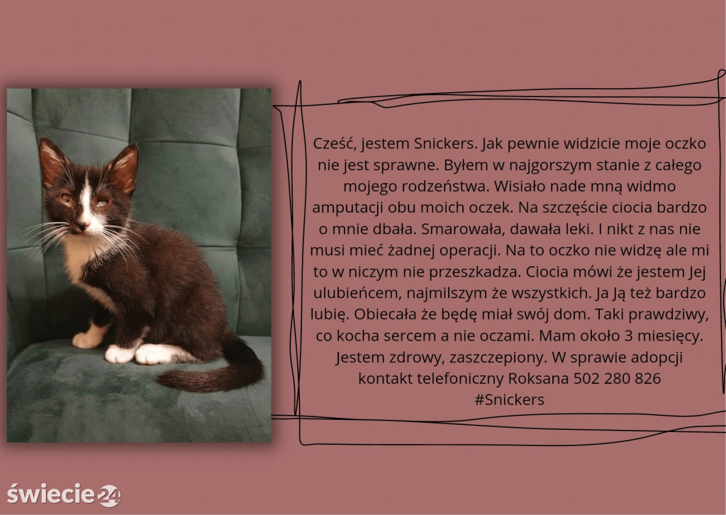 Świeckie zwierzaki bezdomniaki polecają się do adopcji!