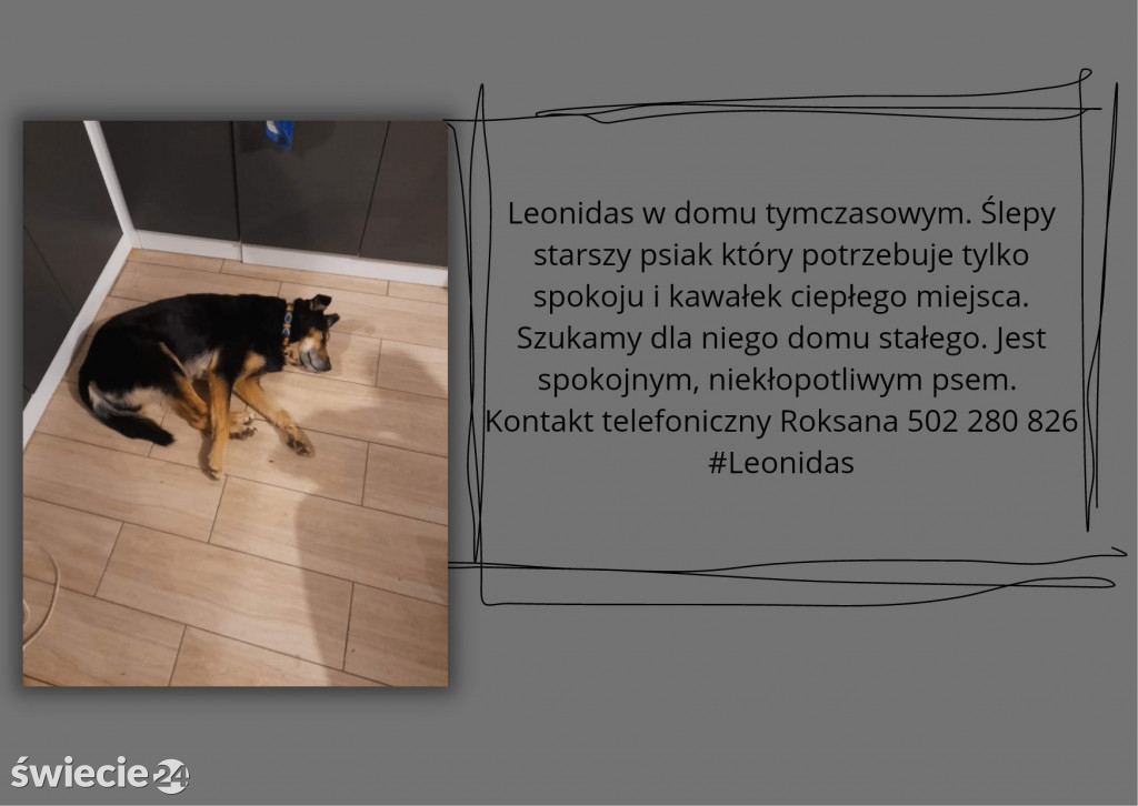 Świeckie zwierzaki bezdomniaki polecają się do adopcji!