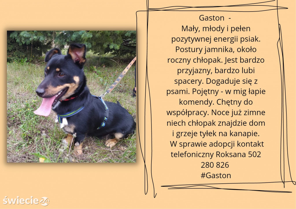 Świeckie zwierzaki bezdomniaki polecają się do adopcji!