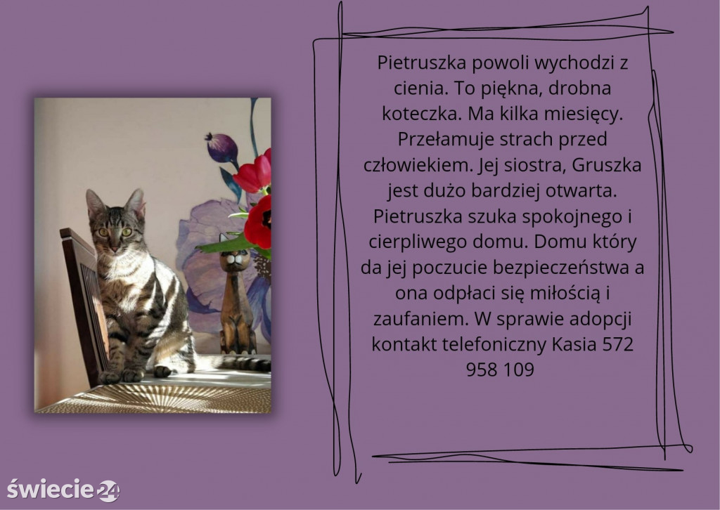 Świeckie zwierzaki bezdomniaki polecają się do adopcji!