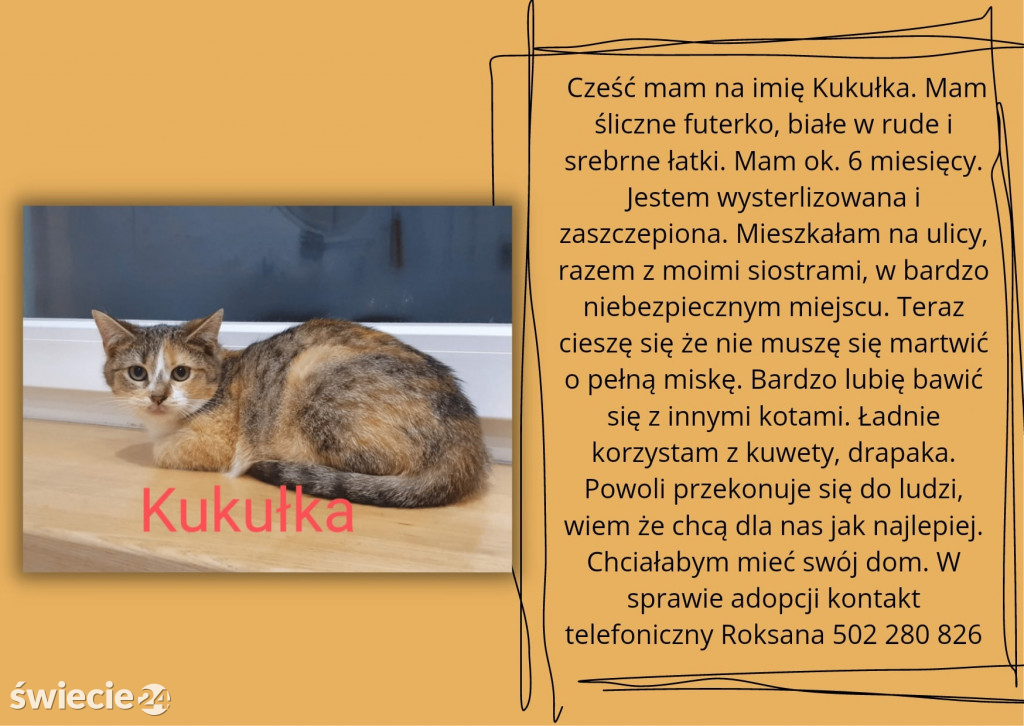 Świeckie zwierzaki bezdomniaki polecają się do adopcji!