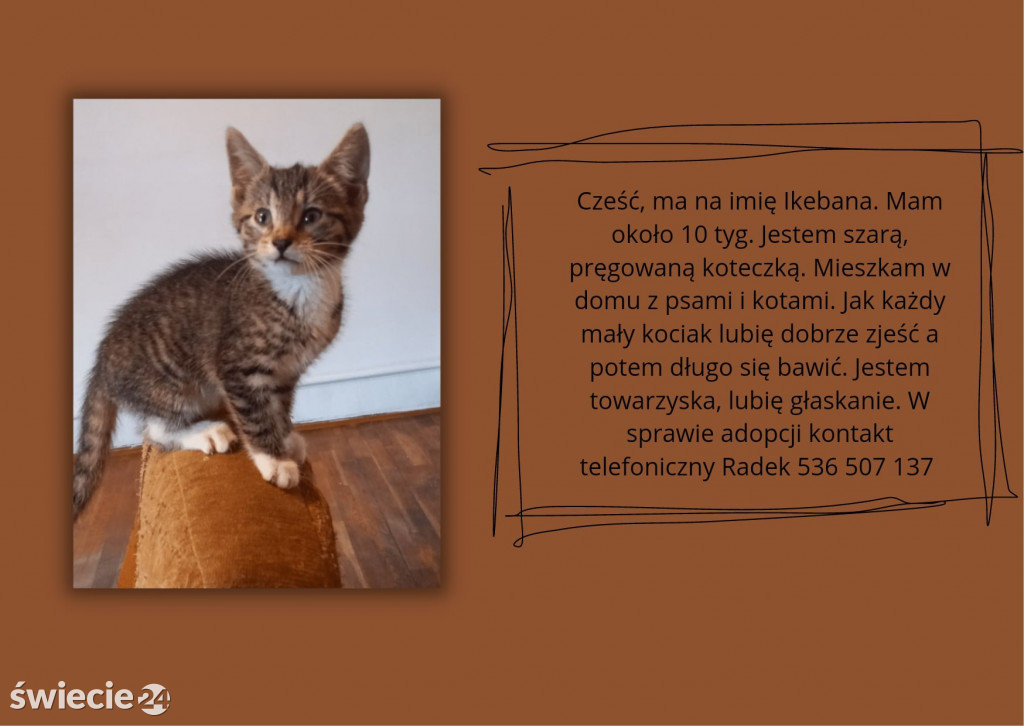 Świeckie zwierzaki bezdomniaki polecają się do adopcji!