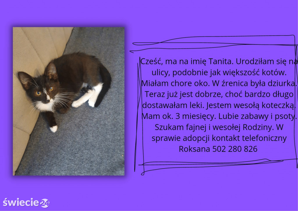 Świeckie zwierzaki bezdomniaki polecają się do adopcji!