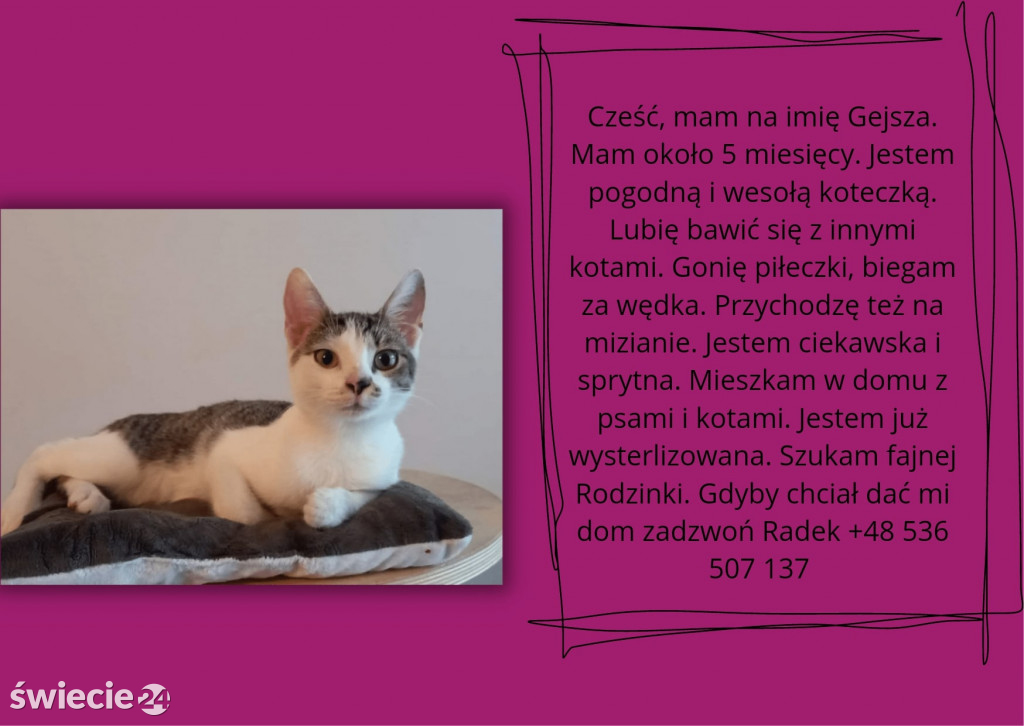 Świeckie zwierzaki bezdomniaki polecają się do adopcji!