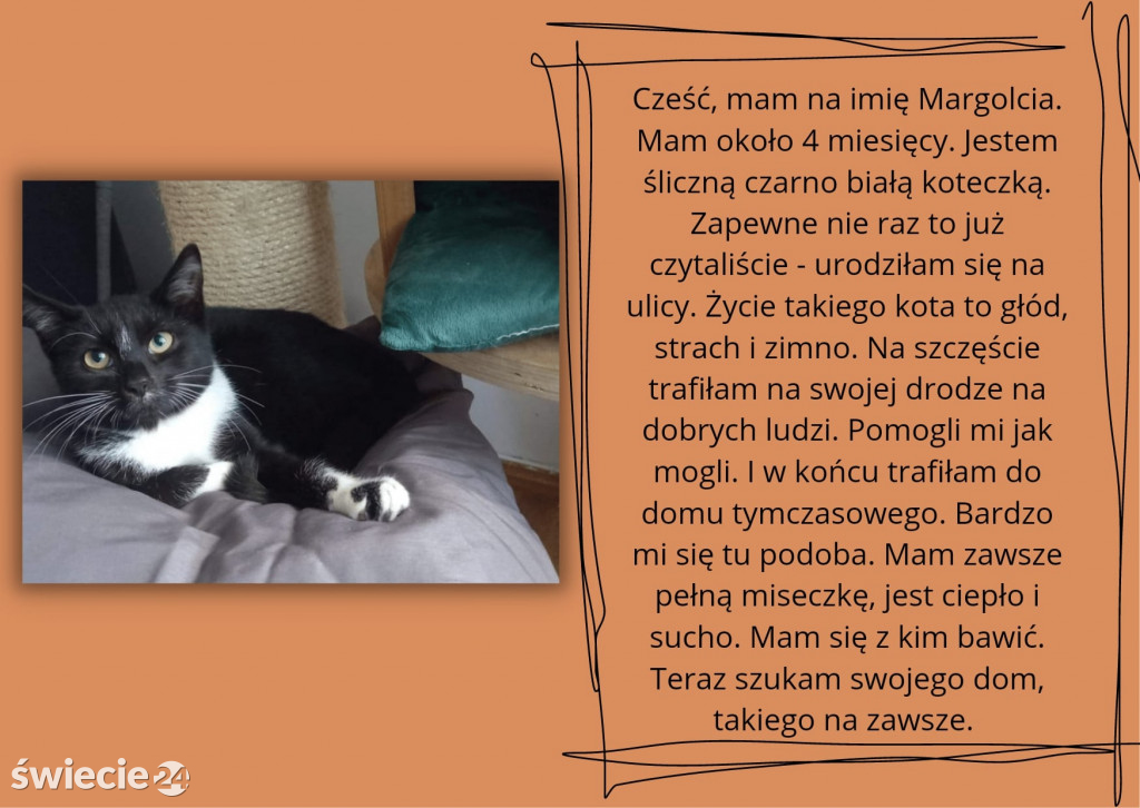 Świeckie zwierzaki bezdomniaki polecają się do adopcji!