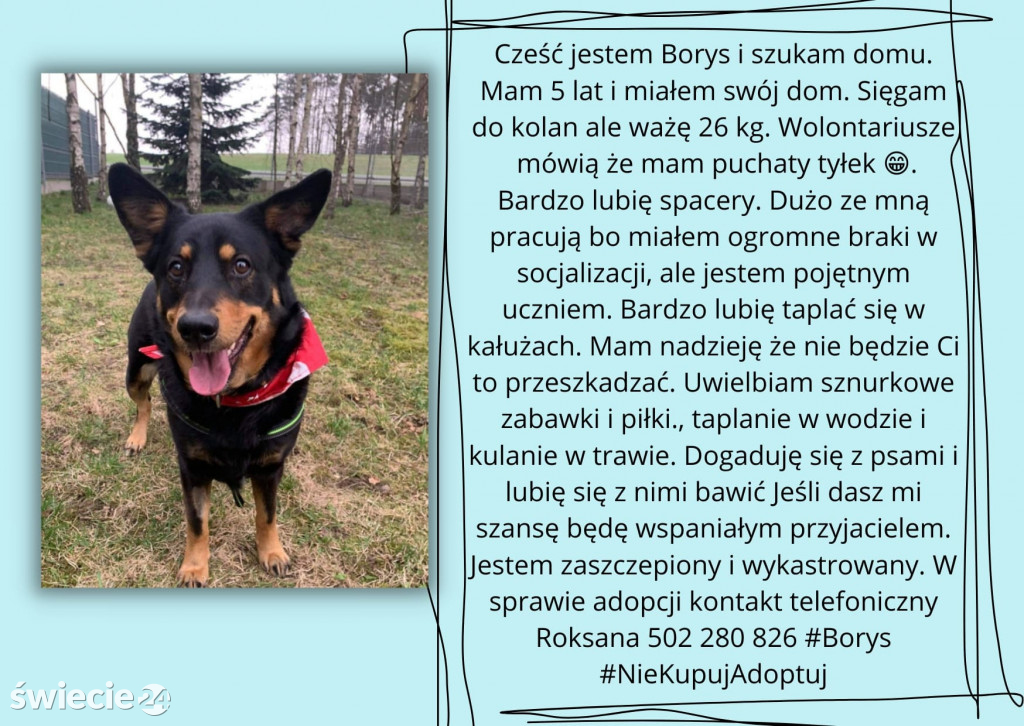 Świeckie zwierzaki bezdomniaki polecają się do adopcji!