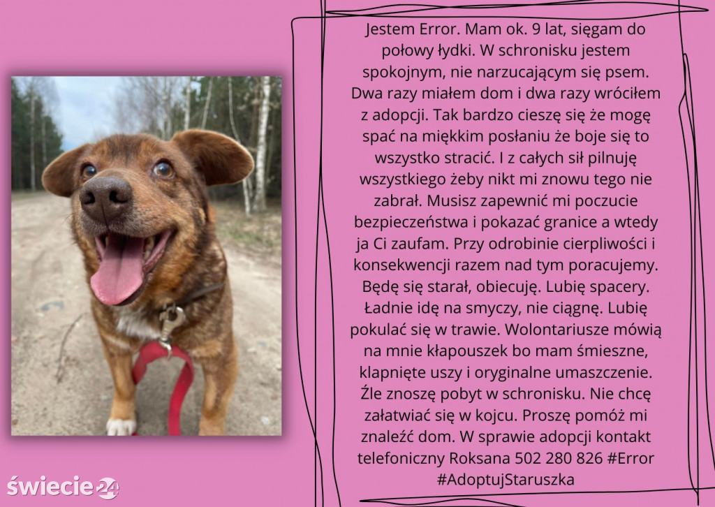 Świeckie zwierzaki bezdomniaki polecają się do adopcji!