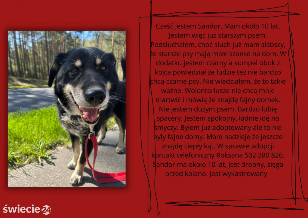 Świeckie zwierzaki bezdomniaki polecają się do adopcji!