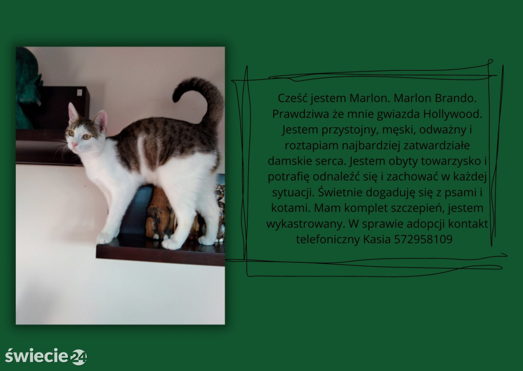 Świeckie zwierzaki bezdomniaki polecają się do adopcji!