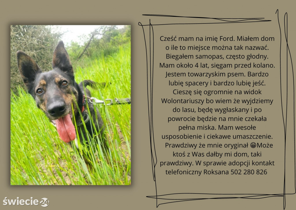 Świeckie zwierzaki bezdomniaki polecają się do adopcji!